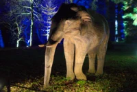 Elephant in the dark
