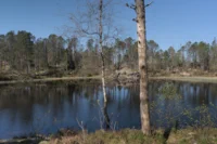 Woodland Lake Serenity