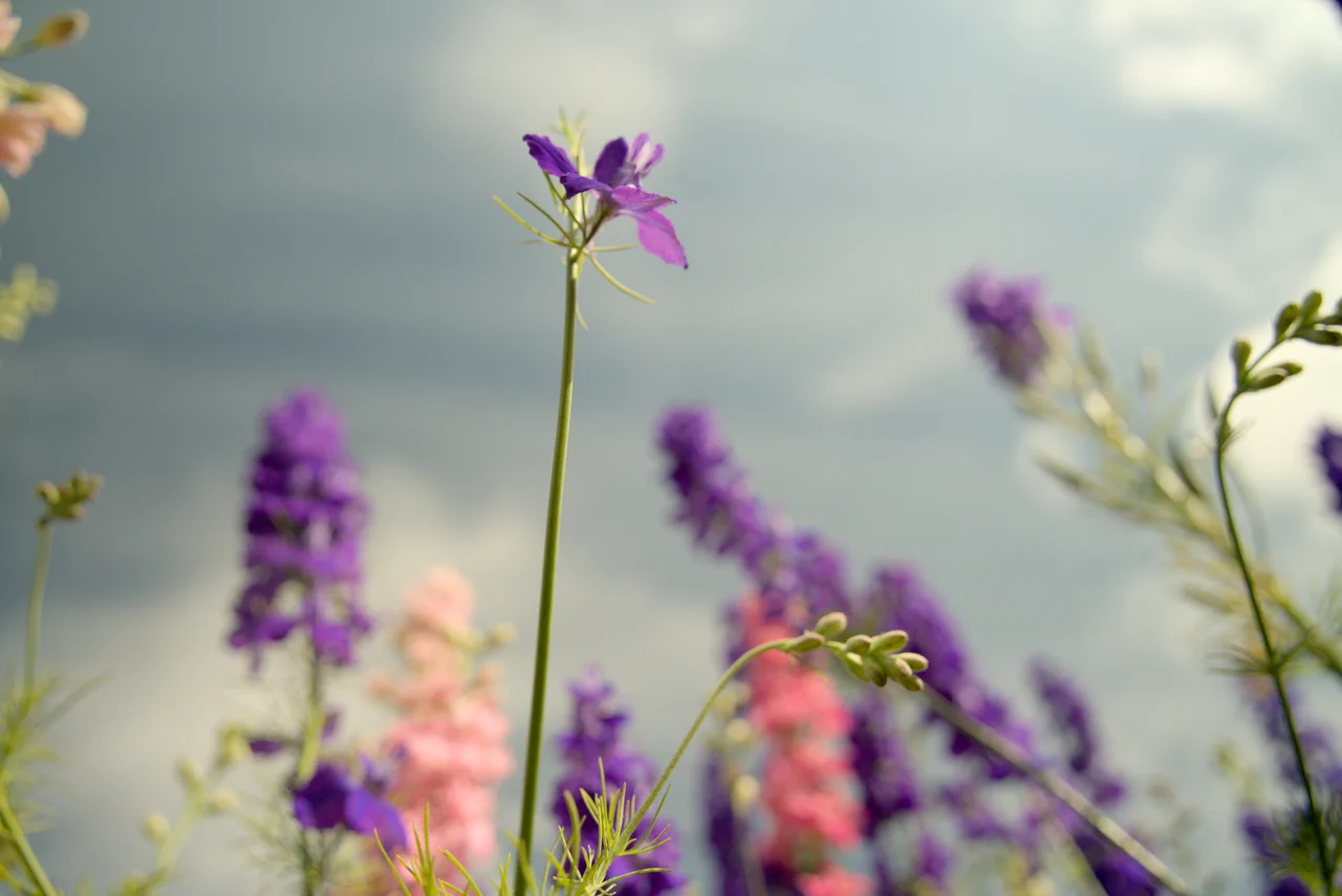 Confetti Flower Field Background
