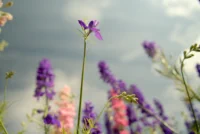 Confetti Flower Field